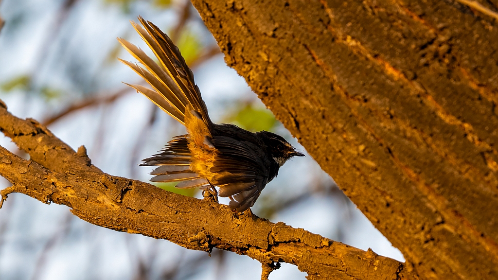 White-throated Fantail 